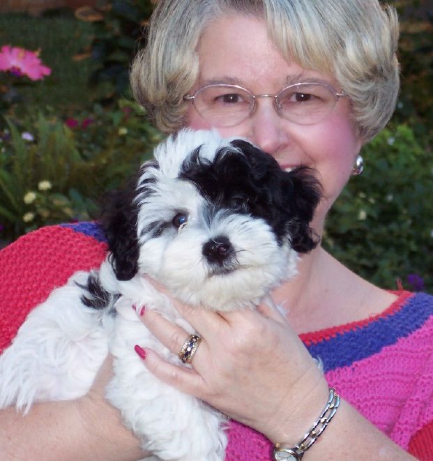 Canyon Hills Havanese Black and White Parti