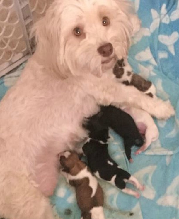 Havanese puppy for sale in Florida