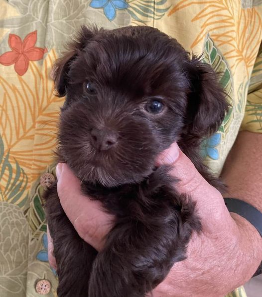 Canyon Hills Havanese all Chocolate puppy Available