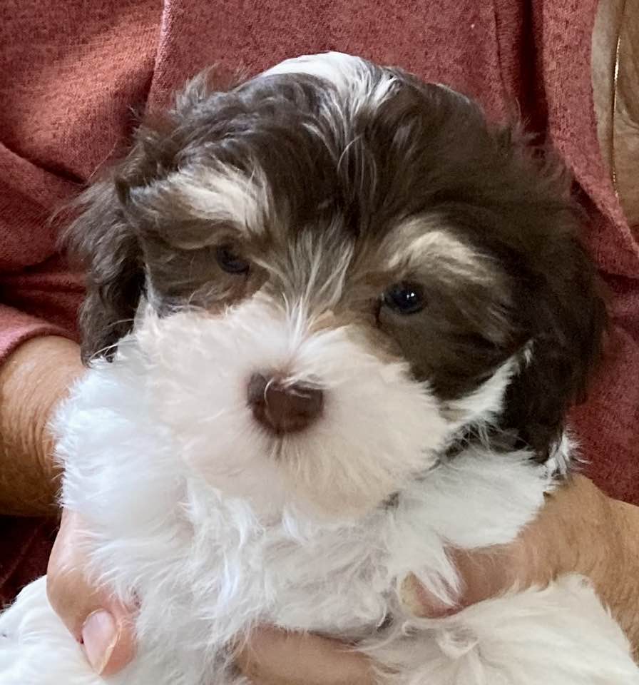 Beautiful chocolate and white parti male Havanese.