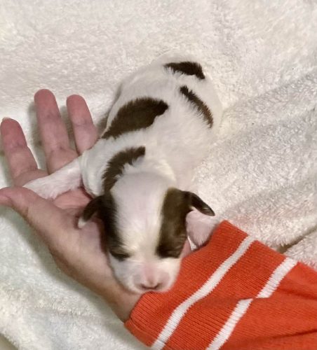 Chocolate and White Parti Female Havanese Available ..